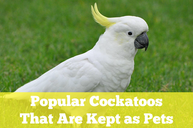 domestic cockatoo breeds