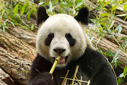 wallpapers cute teen tween trends