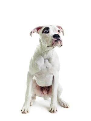 Boxer Dog Breed Fotos | Dog Breed Pictures Small Large