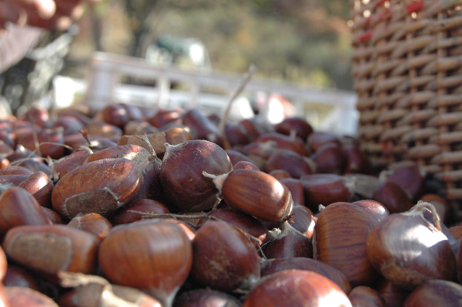Ridiventare grandi Marroni!