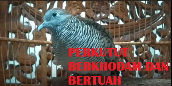Ciri Perkutut Berkhodam dan Bertuah yang Perlu Anda Ketahui