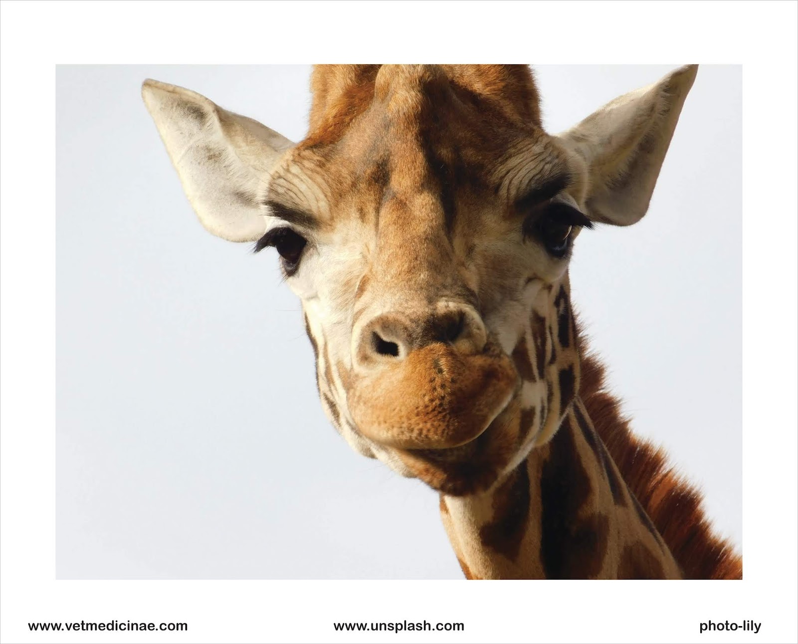 30 Contoh Hewan Pemakan Tumbuhan Herbivora Veterinarii Medicinae