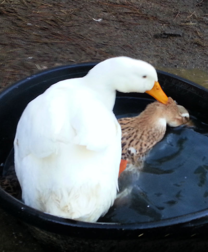 Treating Foamy Eye And Sinus Issues In Ducks Naturally Fresh Eggs Daily