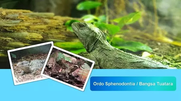 habitat dan informasi lengkap tuatara tuatara adalah
