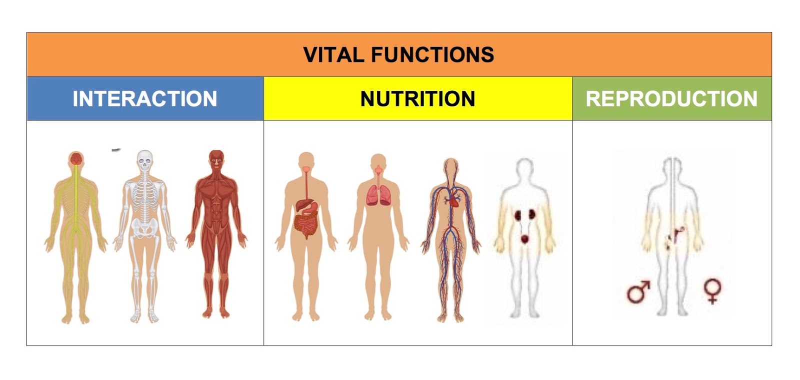 CeipToursScience2 NATURAL SCIENCE UNIT 5 THE VITAL FUNCTIONS
