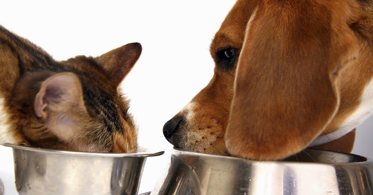 greenies making dogs sick