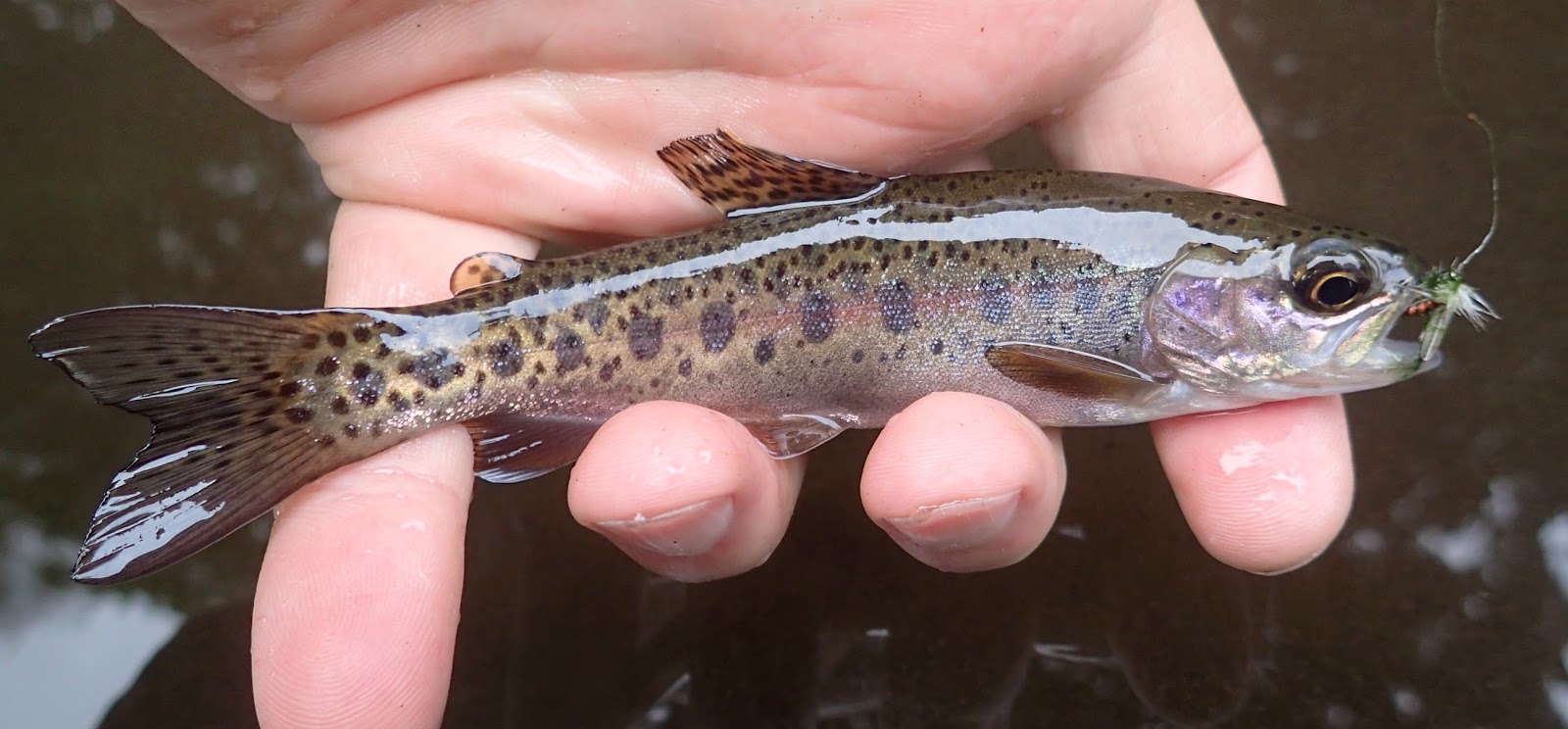 First Cast Fly Fishing Costa Rica DIY Trout Fly Fishing