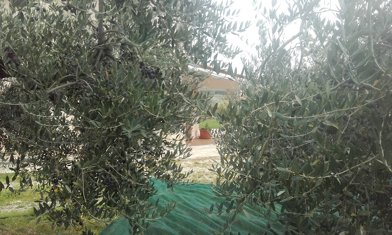 i consigli di PuntOrtona: olive in salamoia-