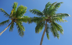 Un árbol llamado palmera
