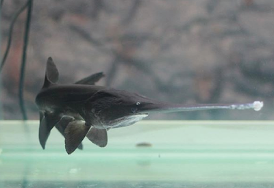 Makanan Paddlefish (Polyodon Spatula)