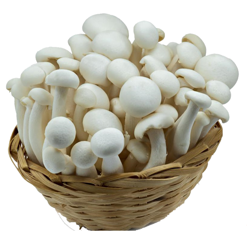 Cultivated and Wild species of Mushroom in Nepal