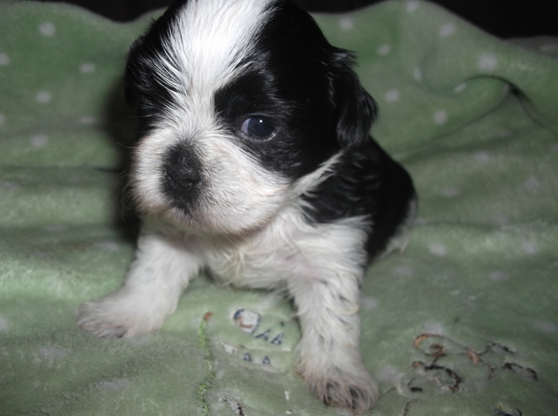 Cute Puppy Dogs black and white shih tzu puppies
