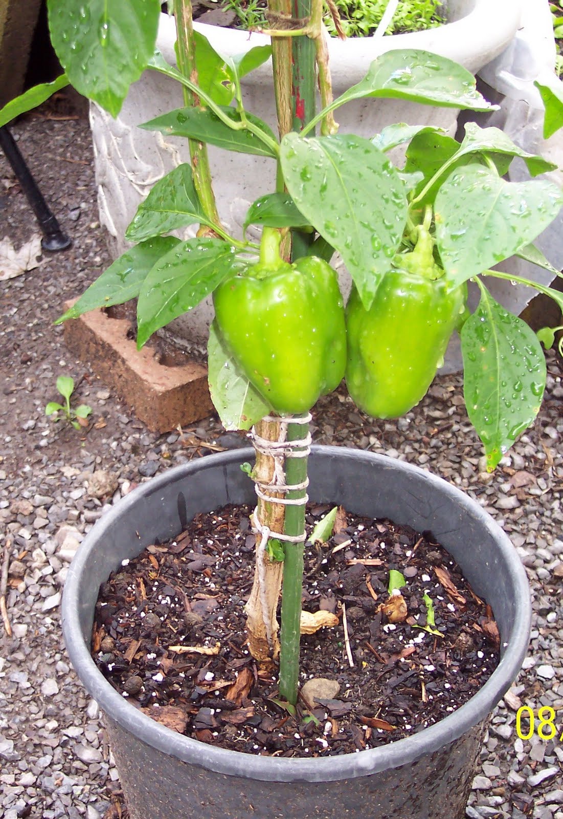 Solo Gardening Update