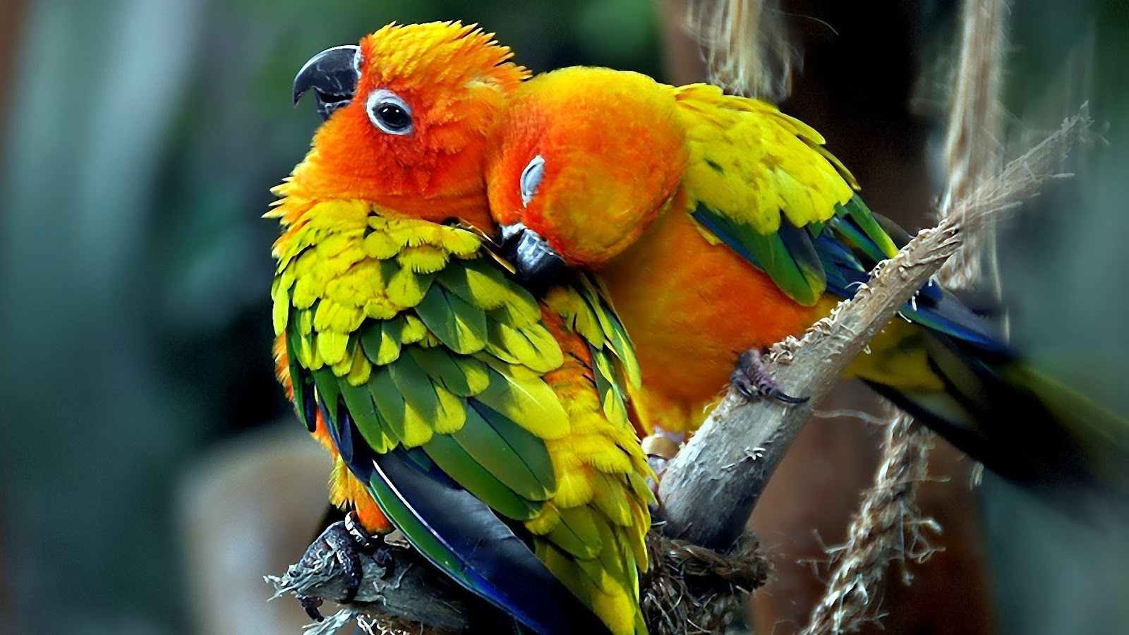 Beautiful Birds Images Hd Wallpaper Download ~ Beautiful Birds ...