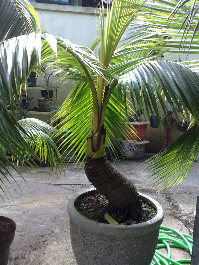  Bonsai  Kelapa  Mini Bonsai  Kelapa  Dijual