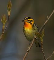 Image of a Blackburnian Warbler