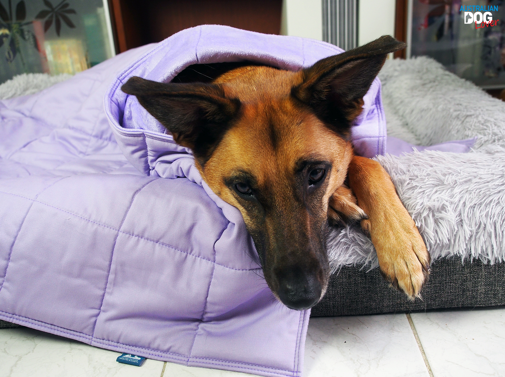 Does Medication Help Dog Separation Anxiety