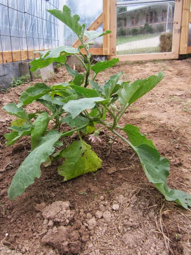 Simply Resourceful: A Large, Cheap and Easy Greenhouse For Under $300