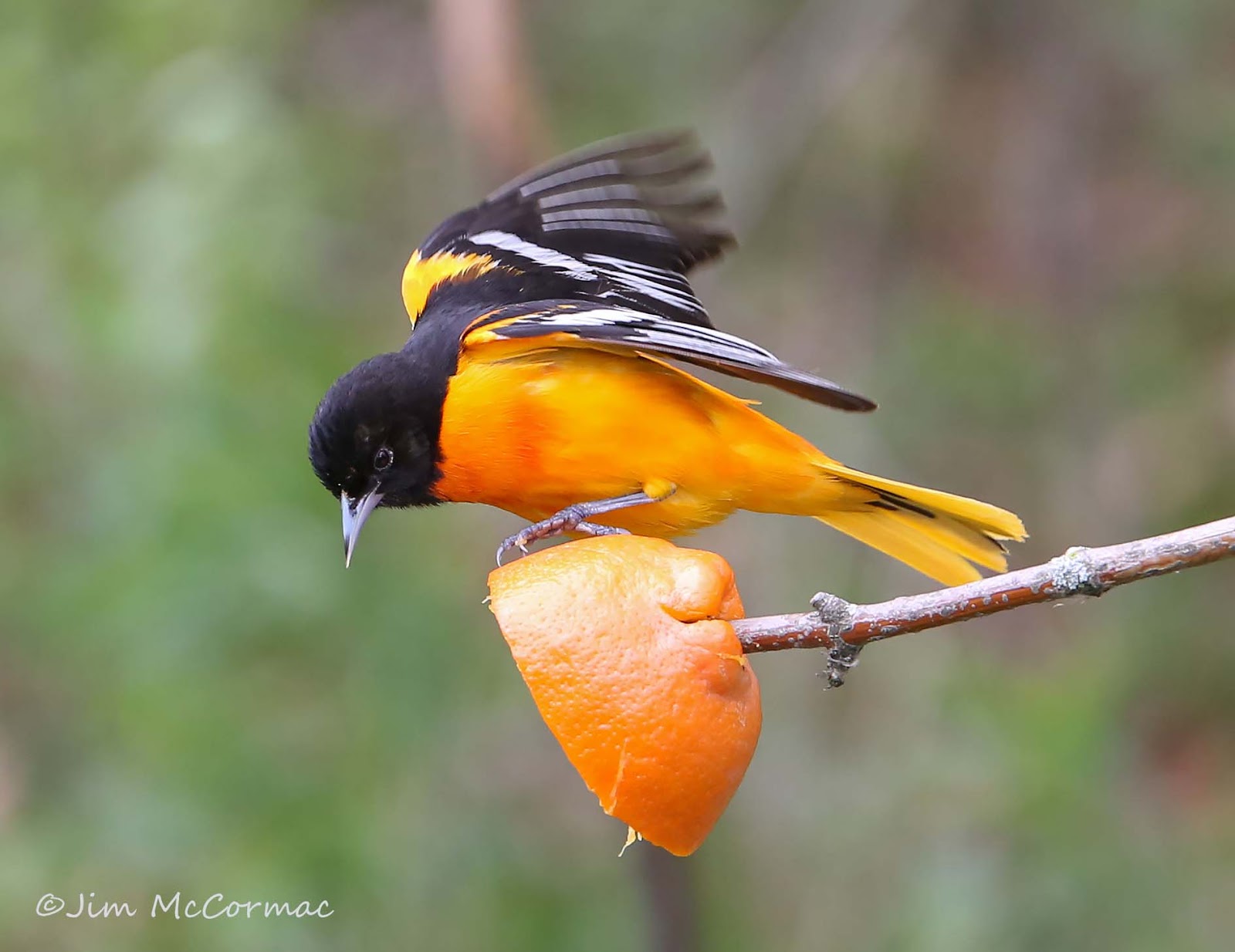 Column: Attracting the colorful hooded oriole to your yard - The