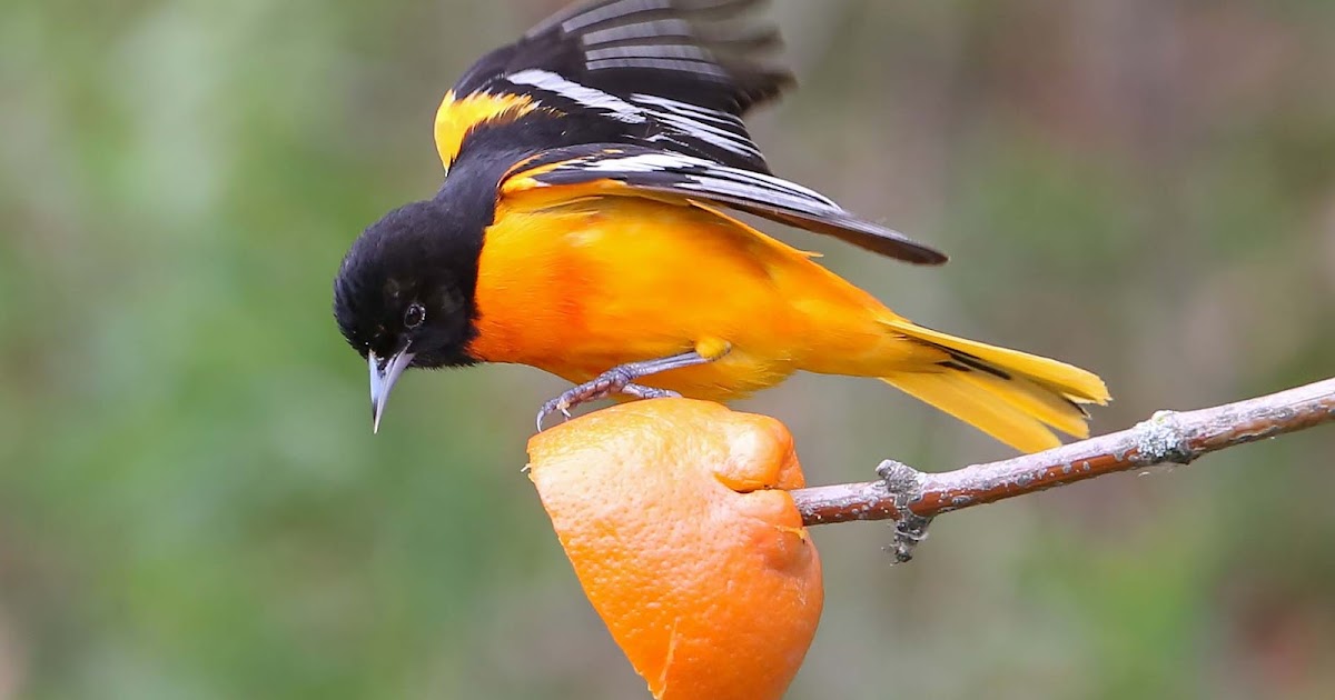 Ohio Birds and Biodiversity Nature Orange you glad you saw lots of