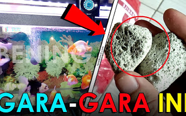 Pengalaman Menggunakan Crystal Bio Media Filter Biologi Ikan Hias