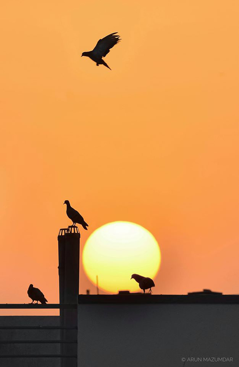 "Bird or Birds" - Photography Contest Entry by Arun Mazumdar