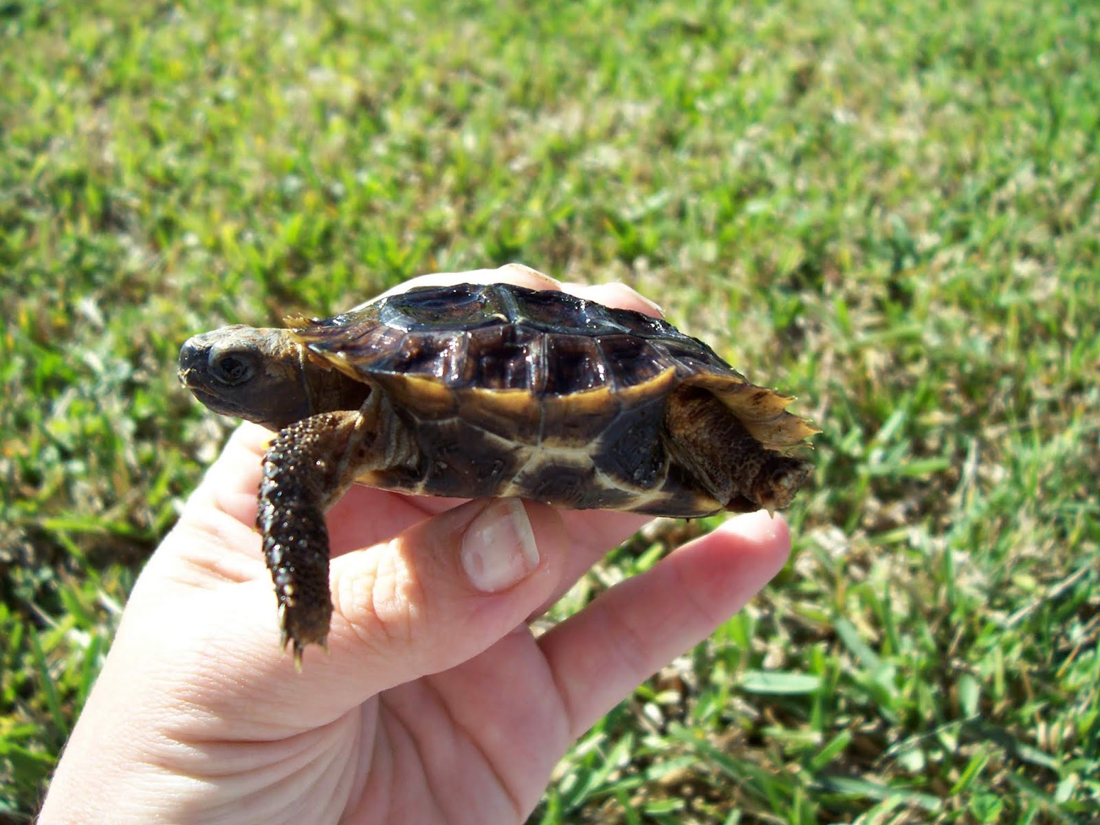 How long do hingeback tortoise live in captivity