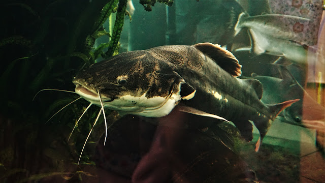 palmiarnia zielona góra