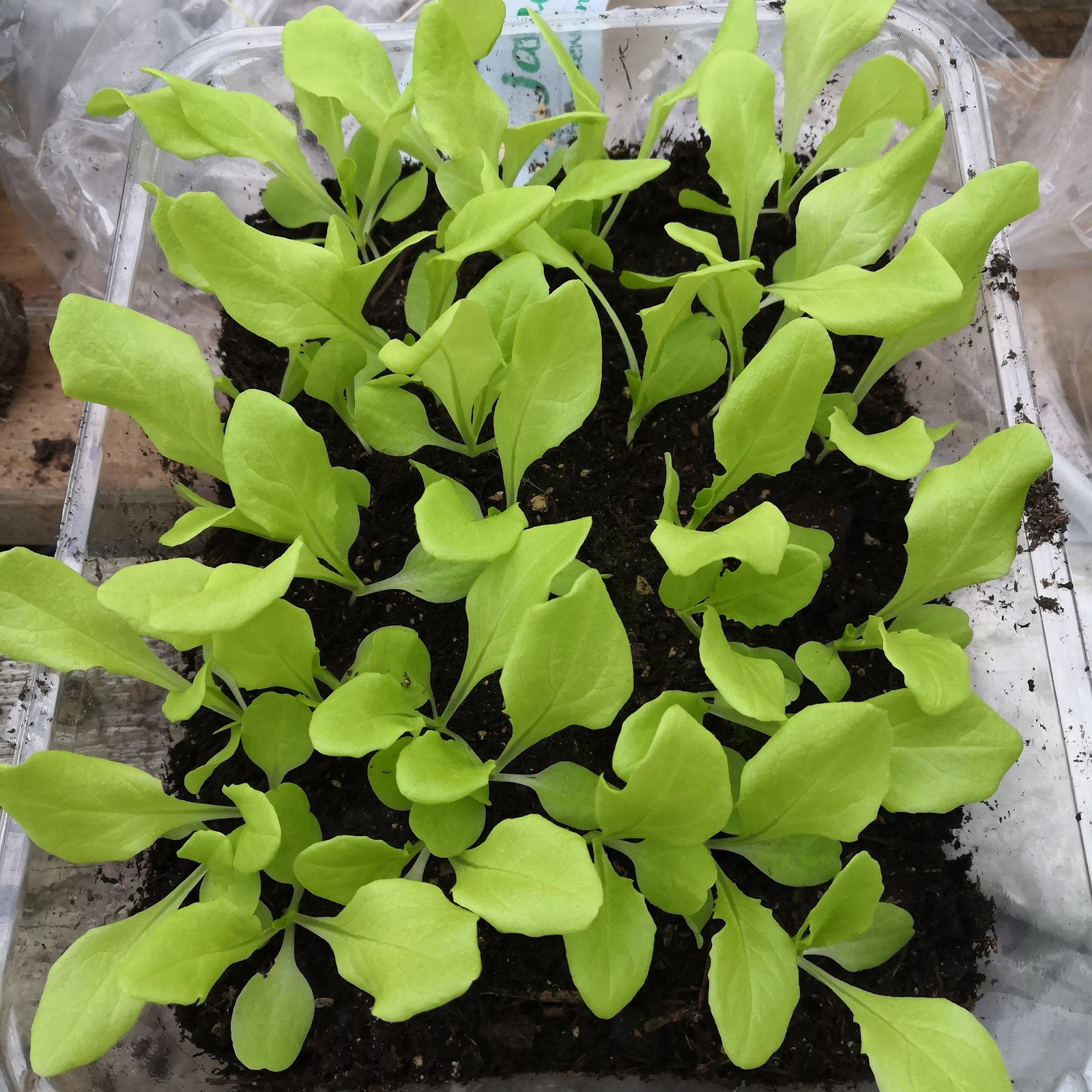 Stone Art Blog Roses Are Red The Use Of Red In The Landscape