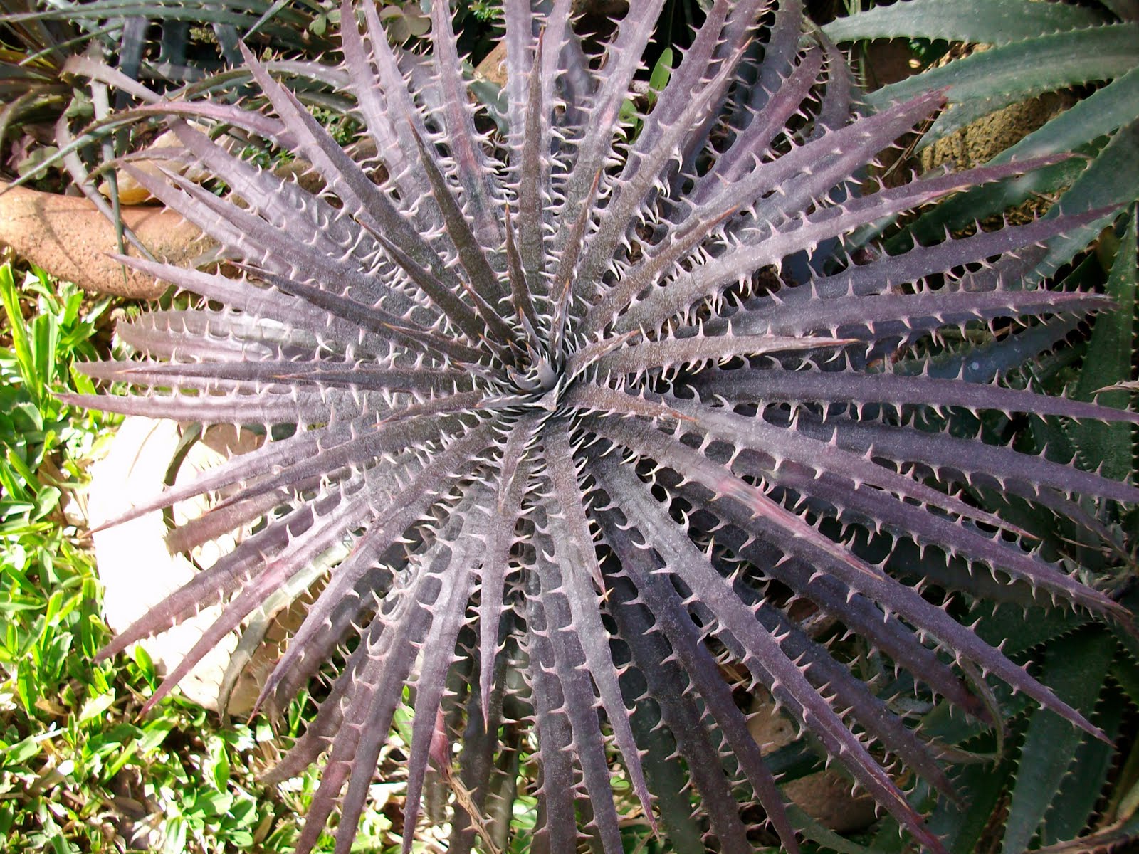 Dyckia Brazil Dyckia delicata X Dyckia hebdingii a magnificent made by