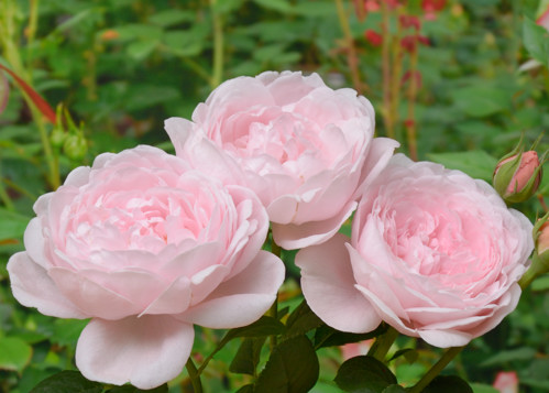 Queen of Sweden rose сорт розы фото  