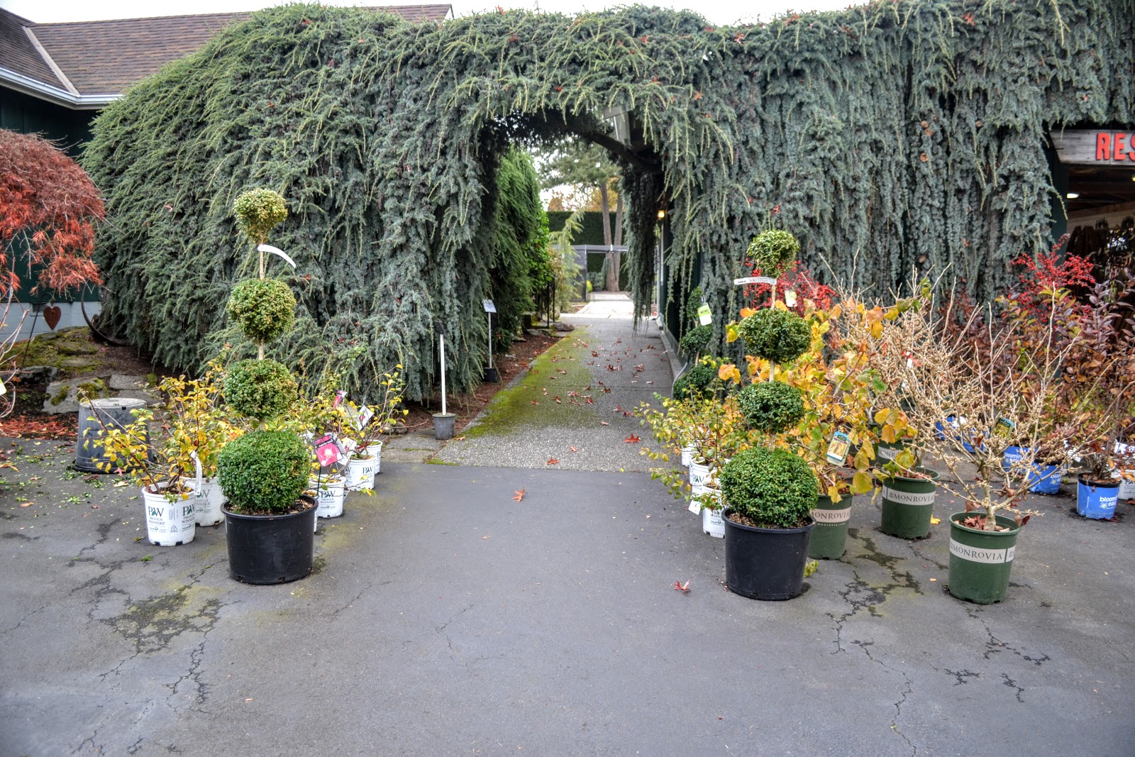 The Outlaw Gardener What's New at Portland Avenue Nursery?