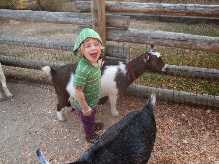 Nature Nerding Beaconhill Petting Zoo in Victoria