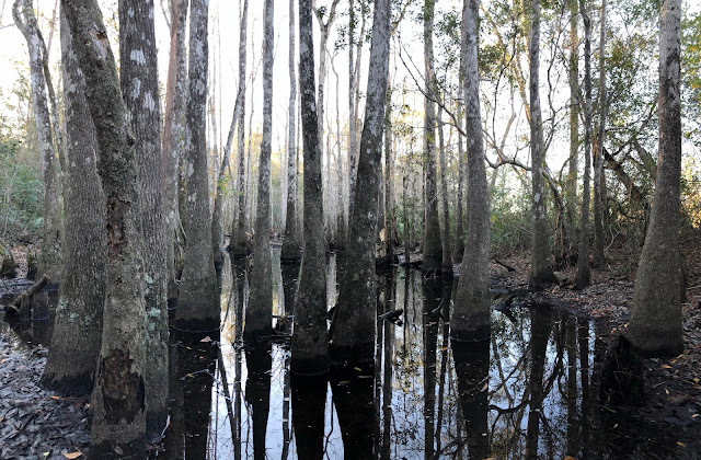 gum trees in swamp