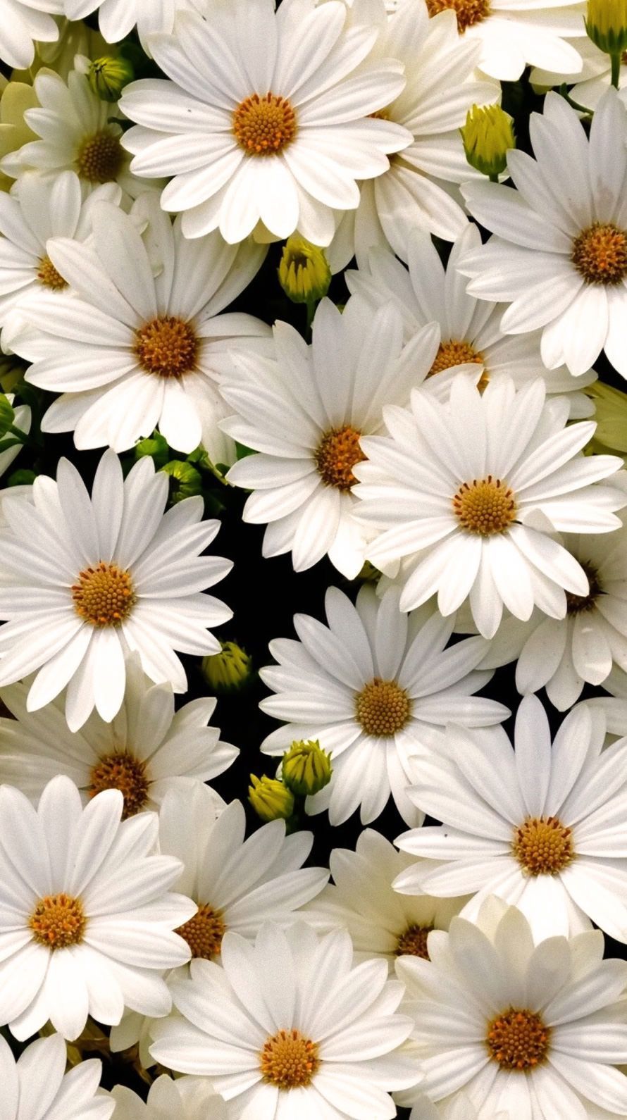 Daisy Phone Wallpaper Papatya Telefon Duvar Kağıdı