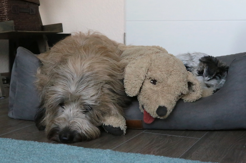 1239. 1247. Tag Trauern Hunde so wie wir? Hundeblog My Gubacca