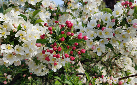 Small trees for tiny yards crabapples