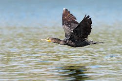 water birds activity dark canoe florida