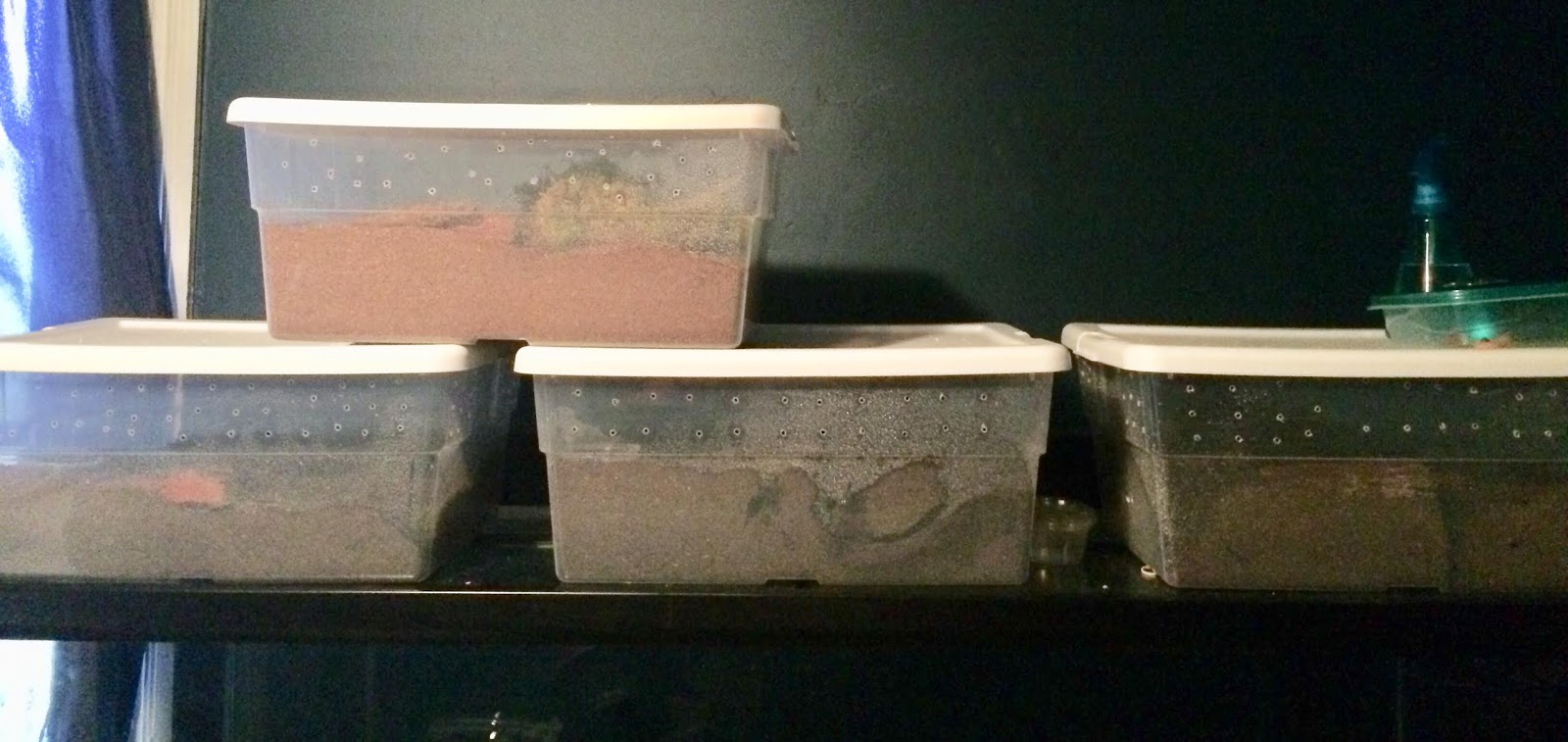 Vault of exotics Vinegaroon Enclosure