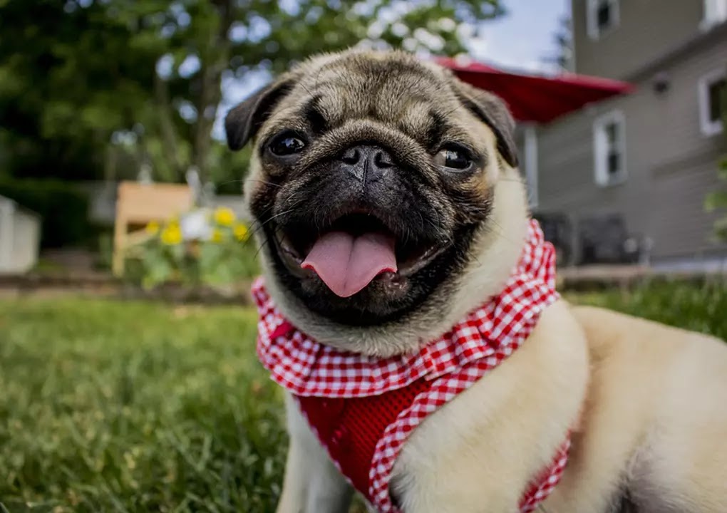 calm friendly small dog breeds