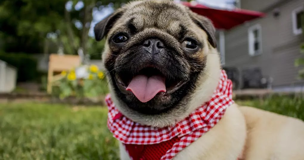 10 Most Calm Small Dog Breeds The Buzz Land