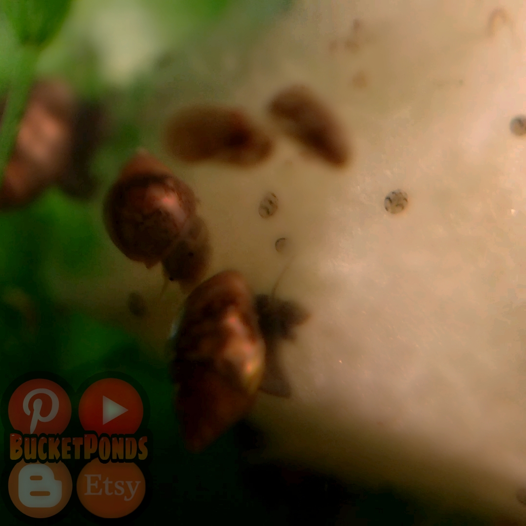 Bladder Snails Slime Trails?