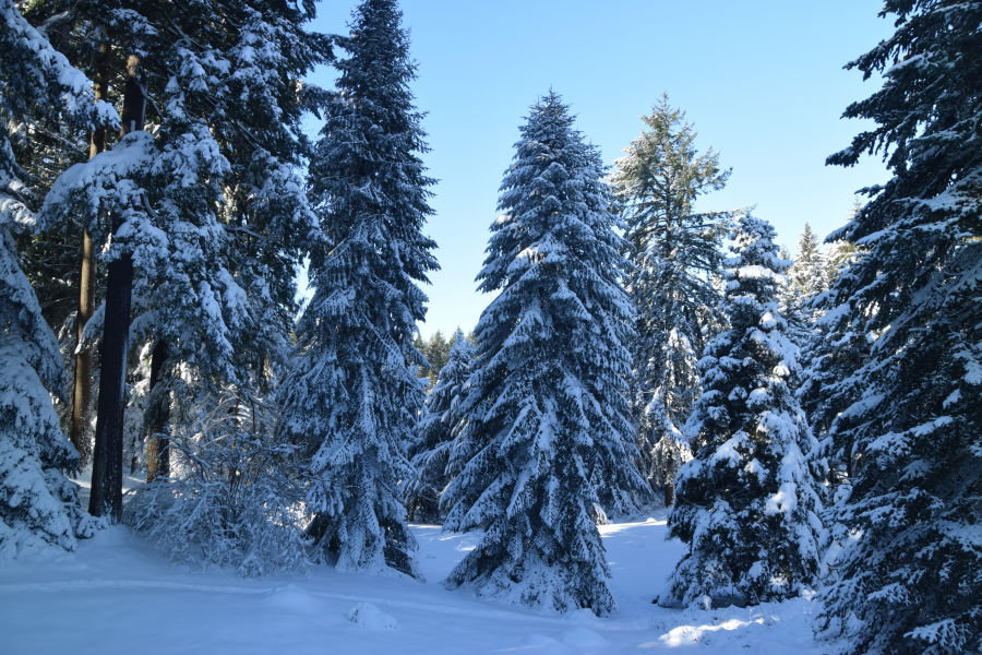 Northwest Conifer Connections How Do Conifers Survive the Cold?