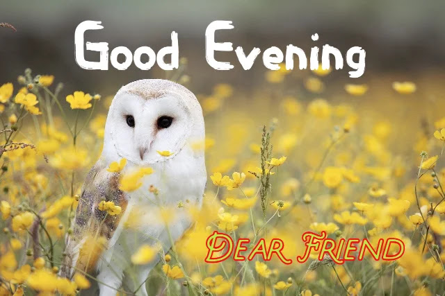 Good Evening Photo Good Evening Photo