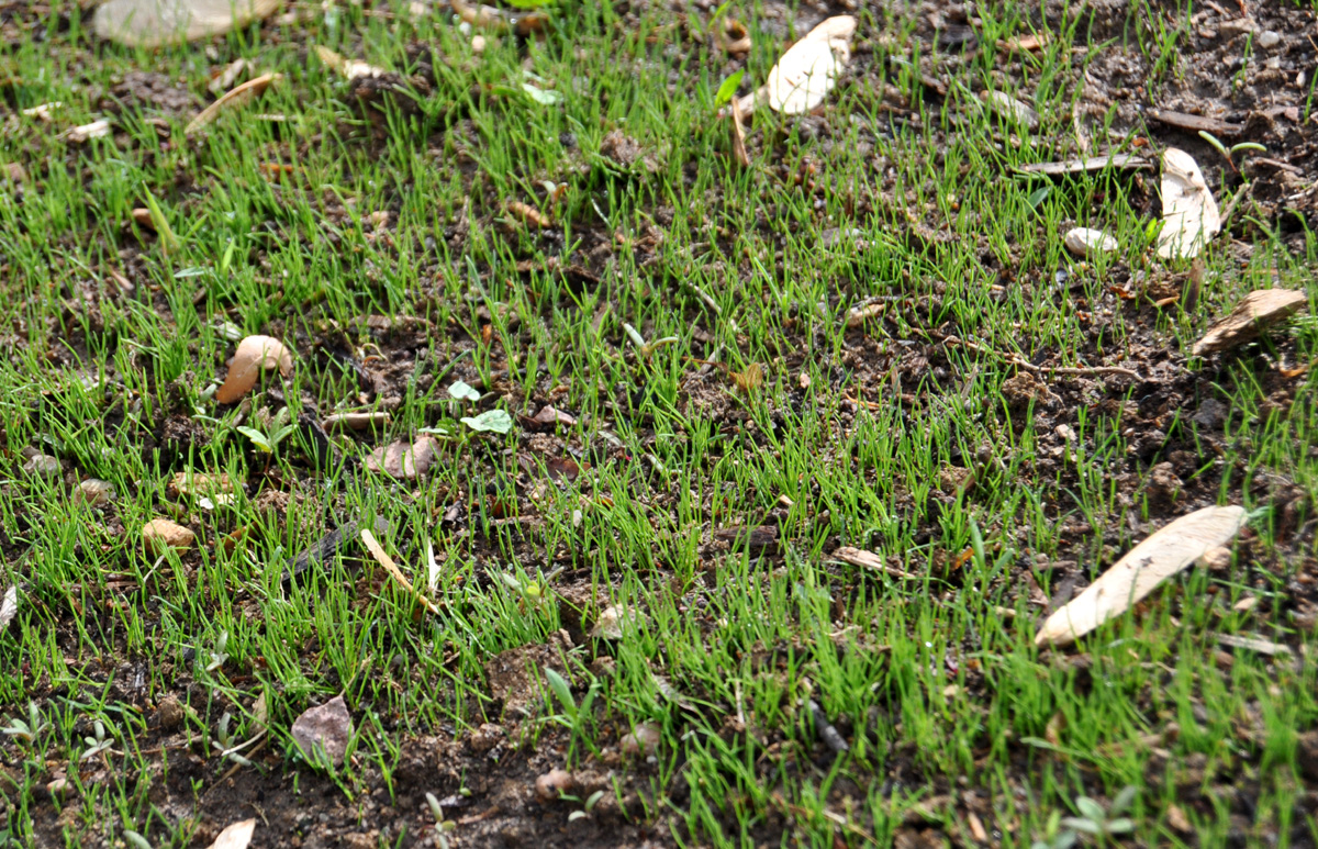 Should i bag my grass clippings if i have weeds droplosangeles