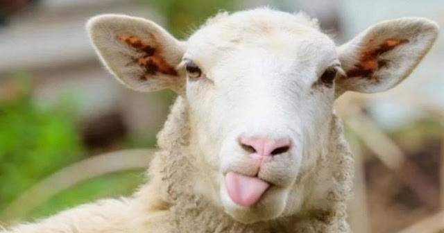 بمناسبة حلول عيد الأضحى المبارك بلاغ وزارة الداخلية والفلاحة أطلس أب أنفو جوهرة موضوعية Atlasabinfo