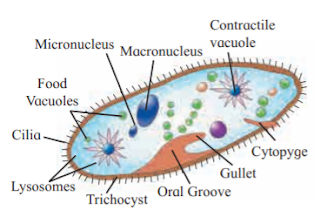 Class 11 Biology Chapter 2 Systematics of Living Organisms solutions