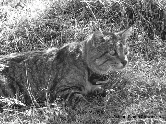 Feral cat with GPS collar