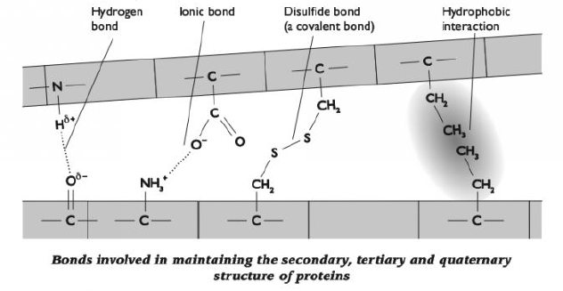 #13. Protein - Primary, Secondary, Tertiary and Quaternary structure ...