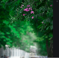 capture one blur background 12